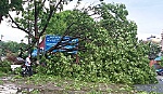 Nhiều cây xanh ngã đổ do mưa giông
