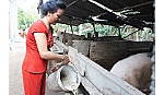 Chị Lê Thị Liền: Vượt khó vươn lên làm kinh tế giỏi