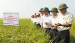 Hợp tác xã kiểu mới - yếu tố quan trọng của liên kết 4 nhà