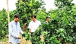 Thu nhập 400 triệu đồng mỗi năm nhờ mô hình xen canh