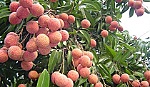 12 tấn vải thiều đầu tiên đã đến Australia