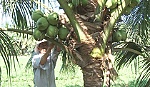 Ông Mai Văn Huỳnh: 7 năm liền là nông dân sản xuất-kinh doanh giỏi