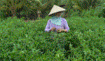 Giá ớt lên đến 45.000 đồng/kg