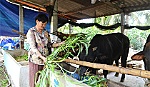 Chương trình vay vốn tín dụng đối với HCN: Cơ hội giảm nghèo bền vững