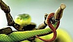 Cảnh báo tình trạng rắn lục đuôi đỏ cắn người trong mùa mưa