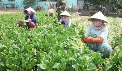 Hiện nay, rau là nông sản thực hiện mô hình liên kết sản xuất và tiêu thụ nhiều nhất trong các loại nông sản.