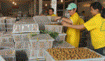 Xuất khẩu rau quả tăng trưởng ấn tượng