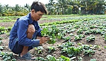 Mua nhầm giống cải, nông dân thiệt hại nặng