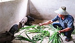Cựu chiến binh Chung Văn Tuấn: Nuôi heo rừng cho hiệu quả kinh tế cao