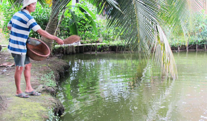 Anh Nguyễn Thanh Tân cho cá tai tượng ăn.