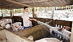 Hiệu quả từ mô hình VAC