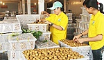Nhãn trở thành mặt hàng xuất khẩu tiềm năng