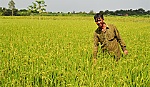 Ngọt hóa Gò Công là kế hoạch toàn diện