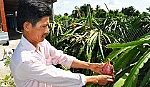 Nhà vườn trồng thanh long: 