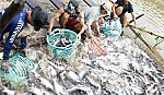 Tỷ phú cá tra xứ cù lao Tân Phong