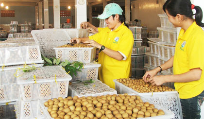 Nhãn trở thành mặt hàng XK tiềm năng.