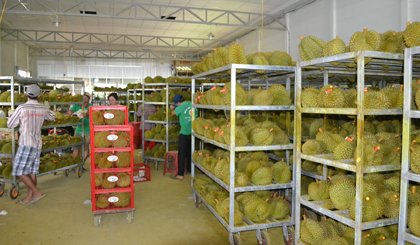 Huyện Cai Lậy ưu tiên phát triển thương mại - dịch vụ để giải quyết đầu ra cho nông sản.  Trong ảnh: Phân loại sầu riêng xuất khẩu tại xã Long Trung.