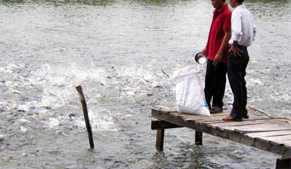 Để các hộ nuôi cá tra này đáp ứng được yêu cầu để đạt chứng nhận VietGAP là điều không dễ.