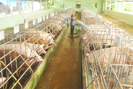 Một trang trại chăn nuôi heo với số lượng lớn tại xã Lương Hòa Lạc, huyện Chợ Gạo.