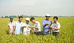 Liên kết sản xuất gắn với tiêu thụ: Hướng mở đầu ra cho nông sản