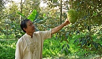 Sức bật mới trên vùng đất cù lao