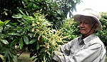 Làm gì để quản lý sâu, bệnh trên cây ăn trái?