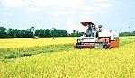 Cái Bè: Khai thác và phát triển kinh tế nông nghiệp theo hướng toàn diện