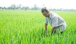 Ông Nguyễn Văn Đức: Cả đời tâm huyết với sản xuất lúa giống