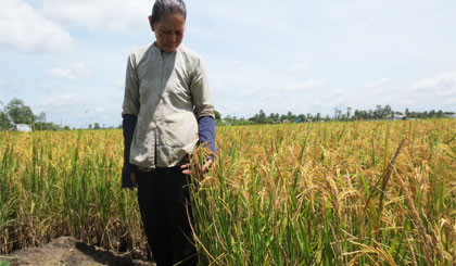  Bà Trần Thị Én bên ruộng lúa bị khô bông của mình.