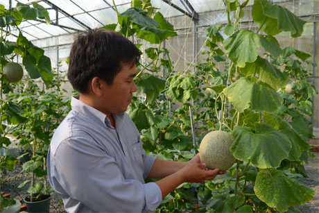 Mô hình trồng dưa lưới. Ảnh: Mai Anh