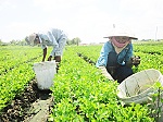 Hội ND tỉnh: Tập trung thực hiện chuyên đề thi đua 