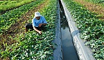 Tân Lý Đông chuyển mình nhờ khai thác tốt lợi thế