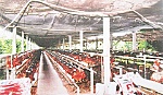 Đảng bộ xã Hòa Định: Lãnh đạo chuyển dịch cơ cấu kinh tế nông nghiệp
