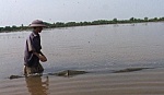 Lũ không về - nông dân thiệt hại đủ thứ