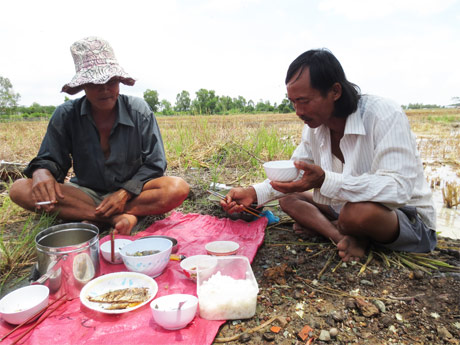 Những người nuôi vịt chạy đồng ăn vội bữa cơm trưa.