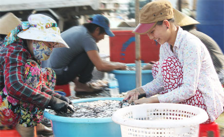 Phân loại, sơ chế mực, tôm ngay tại cảng, tạo việc làm cho hàng trăm lao động tại thị trấn Vàm Láng.