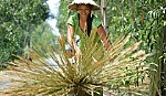 Sức sống của cây bàng ở huyện Tân Phước