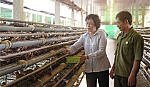 THT nghề nuôi cút xã Long An từng bước khẳng định thương hiệu