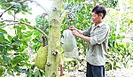 Ông Trần Văn Vui vượt khó làm giàu