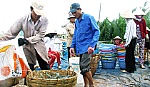 Tôm nước lợ 