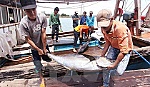 Sản lượng thủy sản 11 tháng ước đạt hơn 5,8 triệu tấn