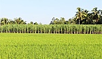 Dự án Ngọt hóa Gò Công 