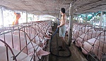 Phát triển chăn nuôi heo theo hướng trang trại, công nghiệp