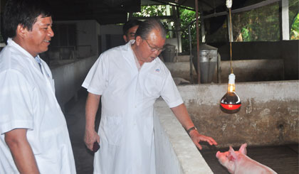 GS-TS. Võ Tòng Xuân tham quan hệ thống đèn sưởi ấm công nghệ cao ở trang trại nuôi heo của ông Hai Chung.