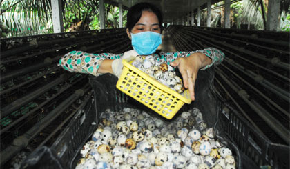 Công nhân nhặt trứng cút ở trang trại cút Nguyễn Hồ.