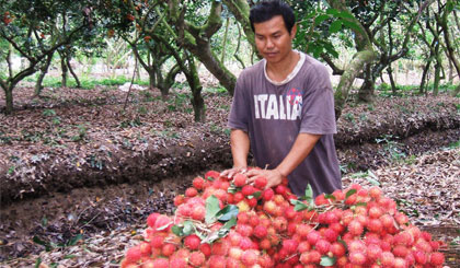 Chôm chôm sản xuất theo quy trình VietGAP ở xã Tân Phong.