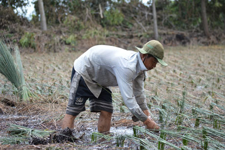 Hiện tại, huyện Tân Phước có trên 100 ha trồng bàng, tập trung ở các xã: Tân Hòa Đông, Hưng Thạnh, Phú Mỹ...