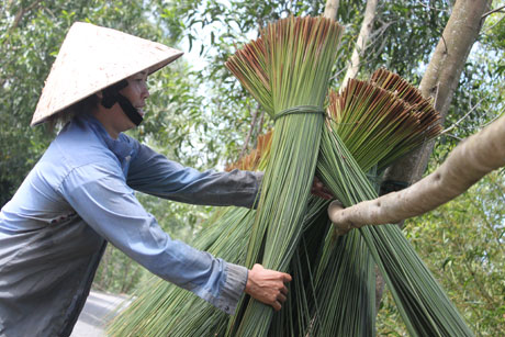 Bàng tươi nếu thương lái chưa đến mua kịp, hoặc gặp những ngày mưa không chỗ phơi, người dân sẽ phơi bàng lên sào.