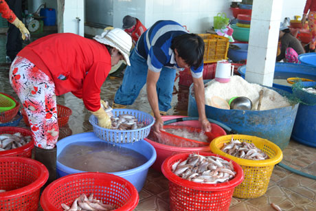 Cá nguyên liệu sau khi thu mua về được rửa sạch, cắt đầu, đánh vẩy, xẻ thịt hoặc để nguyên con, sau đó ướp muối. Tiền công cao nhất 1.000 đồng/kg; công ướp muối là 150.000 đồng/ngày.