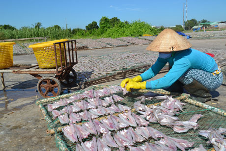 Sau thời gian ướp muối, cá được đem phơi, thông thường mất khoảng 1,5 ngày cá sẽ khô. Tiền công phơi mỗi vỉ cá của người lao động được tính 3.000 đồng.
